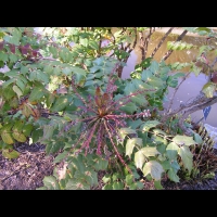 Mahonia Bealei (fam Berberidacees) (Chine) (3)